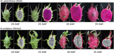 Comparative transcriptomic profiling in the pulp and peel of pitaya fruit uncovers the gene networks regulating pulp color formation